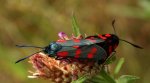 Kraśnik sześcioplamek (Zygaena filipendulae)