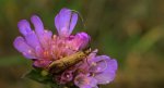 Wąsateczka lśniaczek, wąsateczka chaberczaneczka (Nemophora metallica)