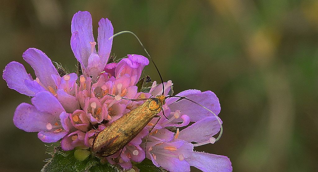 Wąsateczka lśniaczek, wąsateczka chaberczaneczka (Nemophora metallica)