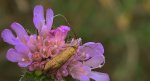 Wąsateczka lśniaczek, wąsateczka chaberczaneczka (Nemophora metallica)