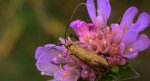 Wąsateczka lśniaczek, wąsateczka chaberczaneczka (Nemophora metallica)