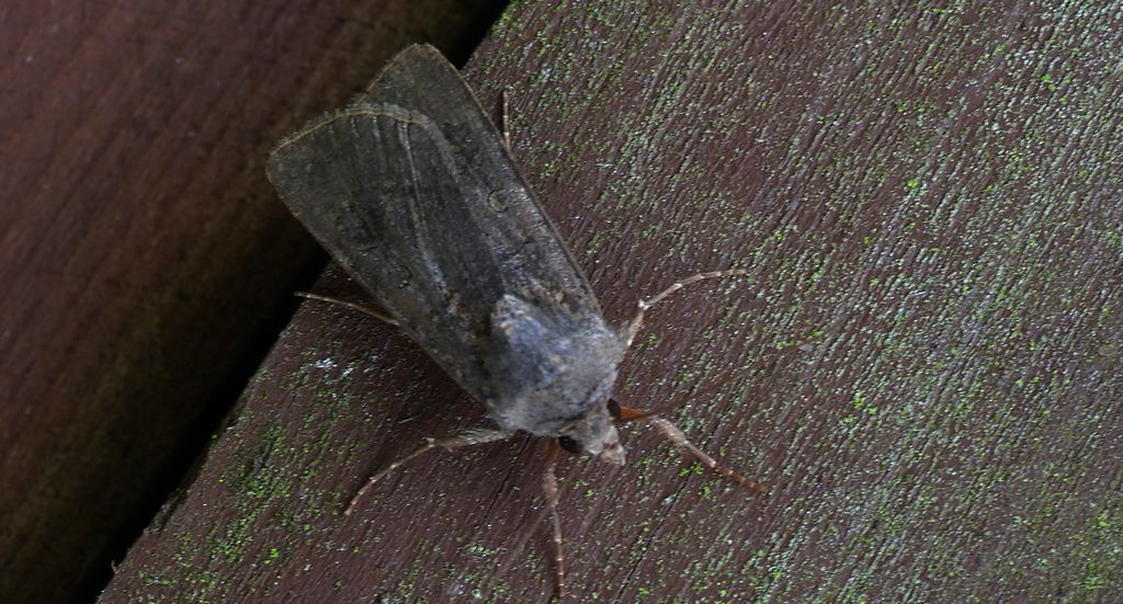 Rolnica zbożówka (Agrotis segetum)