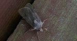 Rolnica zbożówka (Agrotis segetum)