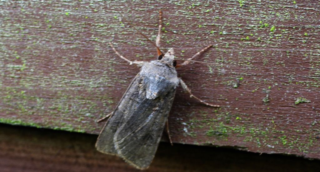 Rolnica zbożówka (Agrotis segetum)