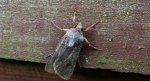 Rolnica zbożówka (Agrotis segetum)
