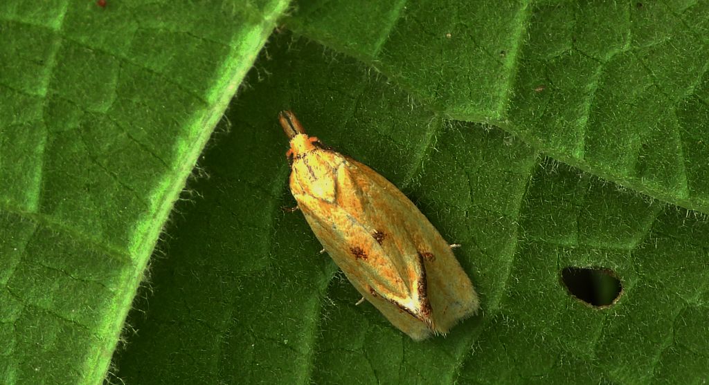 Zwójka - Agapeta hamana