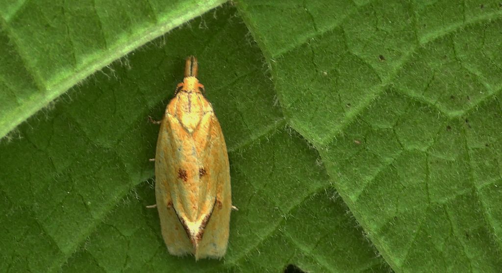 Zwójka - Agapeta hamana