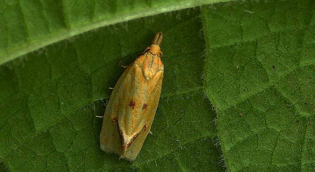 Zwójka - Agapeta hamana