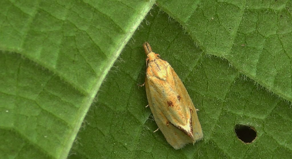 Zwójka - Agapeta hamana