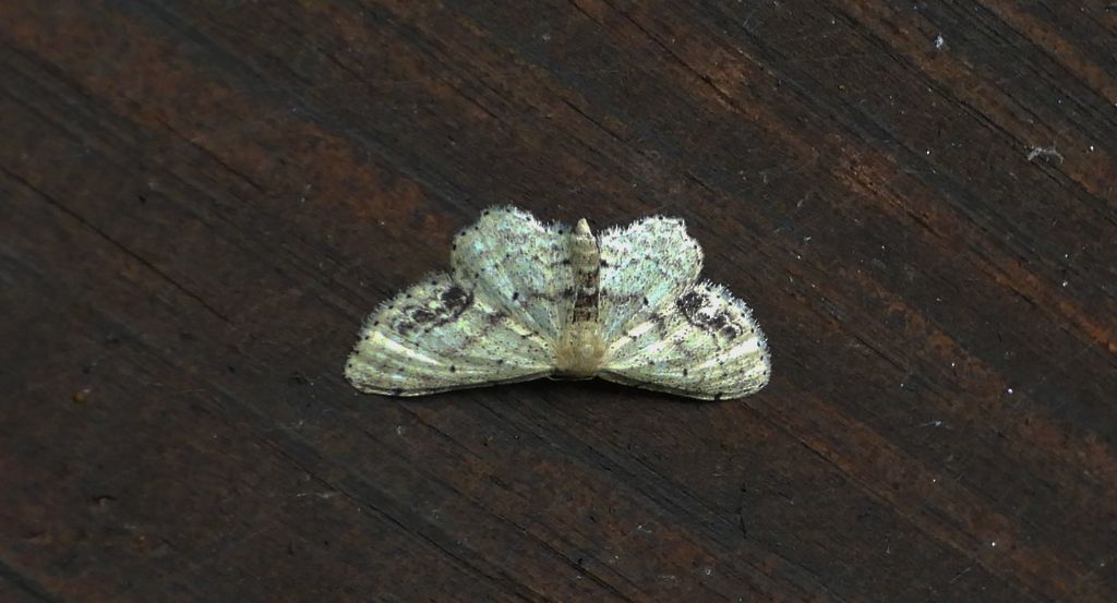 Krocznik połowiczak (Idaea dimidiata)