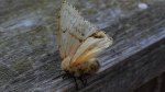 Brudnica nieparka (Lymantria dispar)