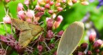 Mklik płomienisty (Endotricha flammealis)