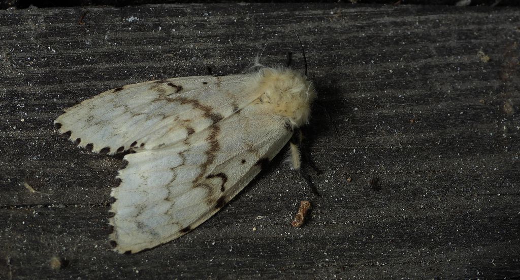 Brudnica nieparka (Lymantria dispar)