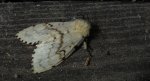 Brudnica nieparka (Lymantria dispar)