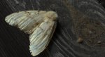 Brudnica nieparka (Lymantria dispar)