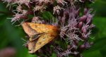 Ceglica wilżynówka (Pyrrhia umbra)