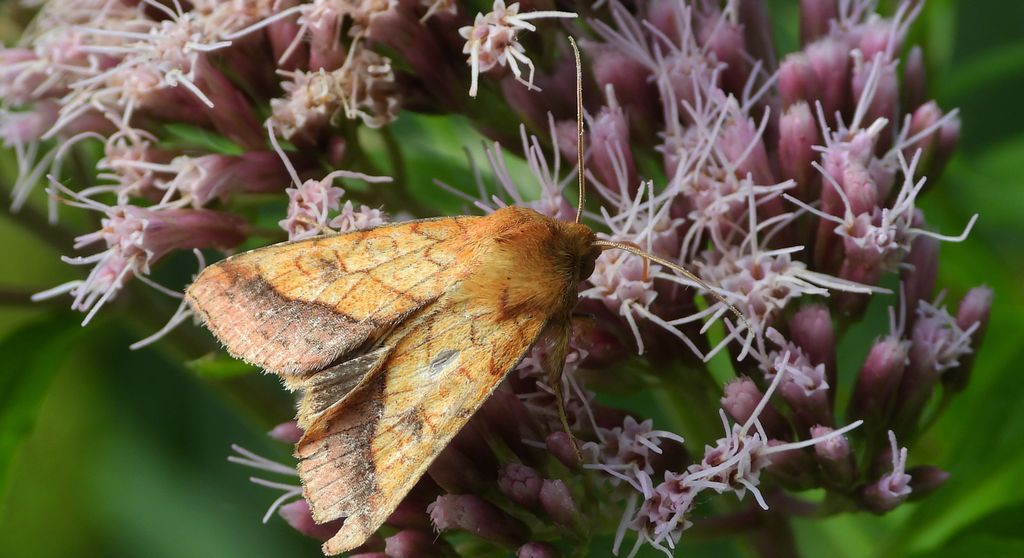 Ceglica wilżynówka (Pyrrhia umbra)