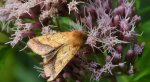 Ceglica wilżynówka (Pyrrhia umbra)