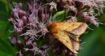 Ceglica wilżynówka (Pyrrhia umbra)