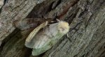 Brudnica nieparka (Lymantria dispar)