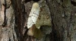 Brudnica nieparka (Lymantria dispar)