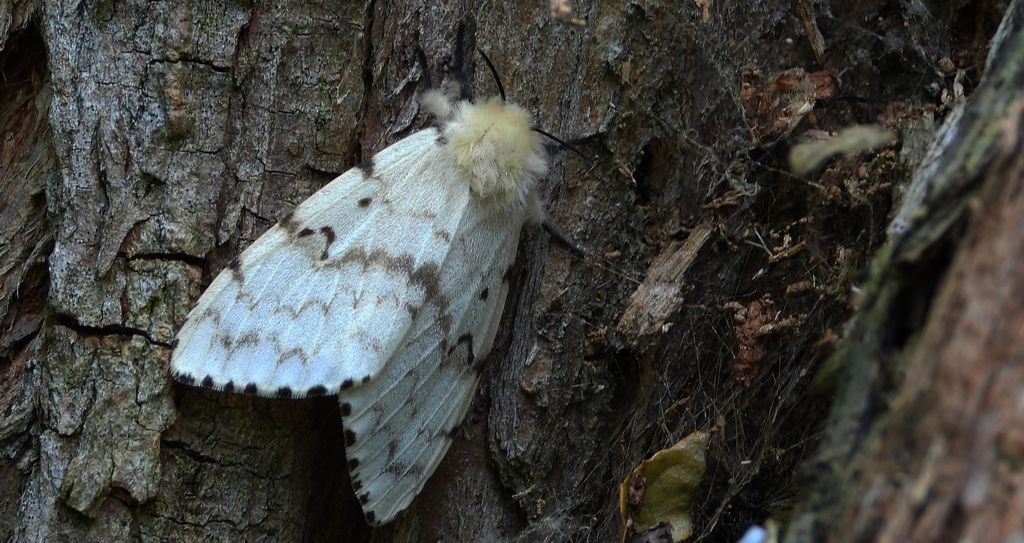 Brudnica nieparka (Lymantria dispar)