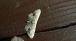 Krocznik połowiczak (Idaea dimidiata)