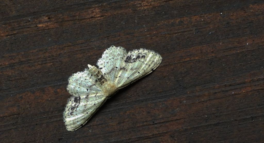 Krocznik połowiczak (Idaea dimidiata)