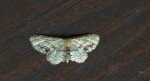 Krocznik połowiczak (Idaea dimidiata)