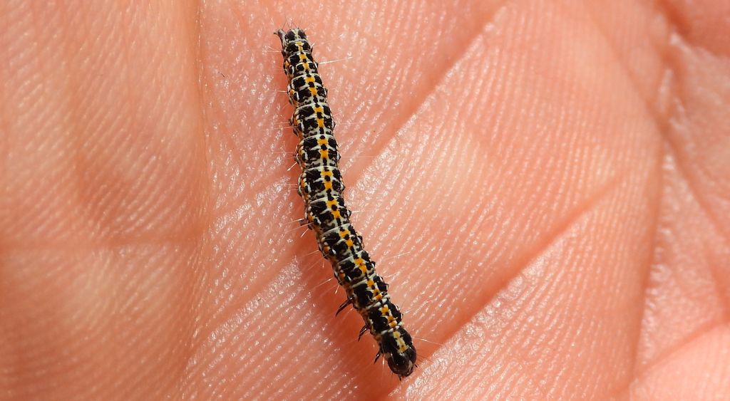 Czarnomólka stepowa (Ethmia bipunctella)