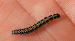 Czarnomólka stepowa (Ethmia bipunctella)