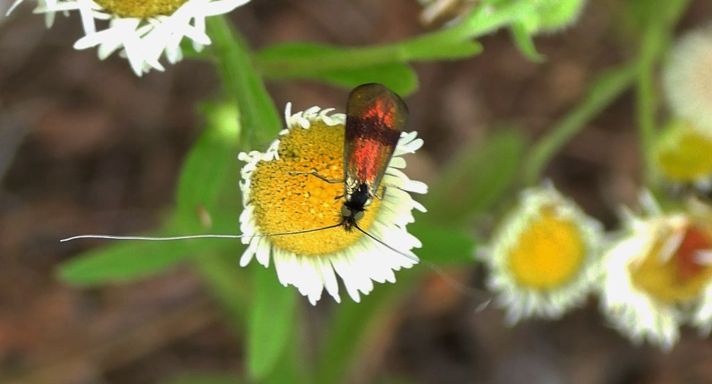 Wąsik - Nemophora fasciella