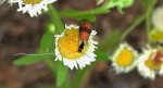 Wąsik - Nemophora fasciella