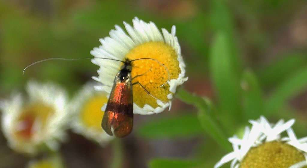 Wąsik - Nemophora fasciella