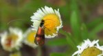 Wąsik - Nemophora fasciella
