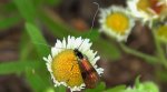 Wąsik - Nemophora fasciella