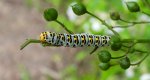 Kapturnica trędownikówka (Cucullia scrophulariae)
