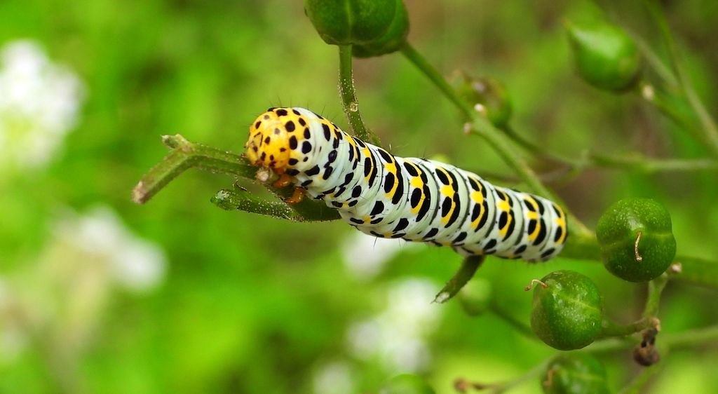 Kapturnica trędownikówka (Cucullia scrophulariae)
