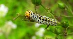 Kapturnica trędownikówka (Cucullia scrophulariae)