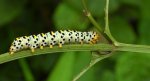 Kapturnica trędownikówka (Cucullia scrophulariae)
