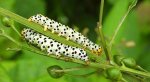 Kapturnica trędownikówka (Cucullia scrophulariae)