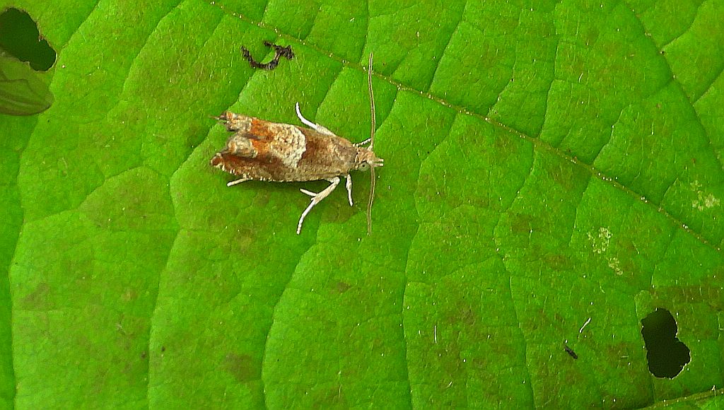 Wydrążka leszczynówka (Epinotia tenerana)