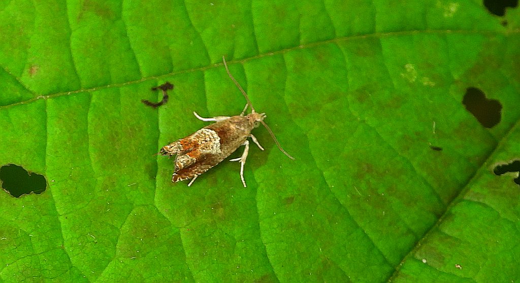 Wydrążka leszczynówka (Epinotia tenerana)