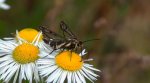Przeziernik trawnikowy (Pyropteron /Synansphecia/ muscaeformis)
