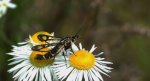 Przeziernik trawnikowy (Pyropteron /Synansphecia/ muscaeformis)