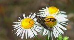 Przeziernik trawnikowy (Pyropteron /Synansphecia/ muscaeformis)