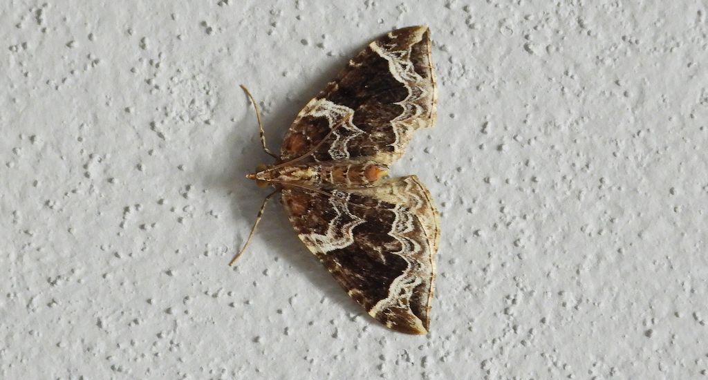 Nacinek naśliwiak (Eulithis prunata)