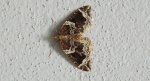 Nacinek naśliwiak (Eulithis prunata)