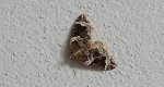 Nacinek naśliwiak (Eulithis prunata)