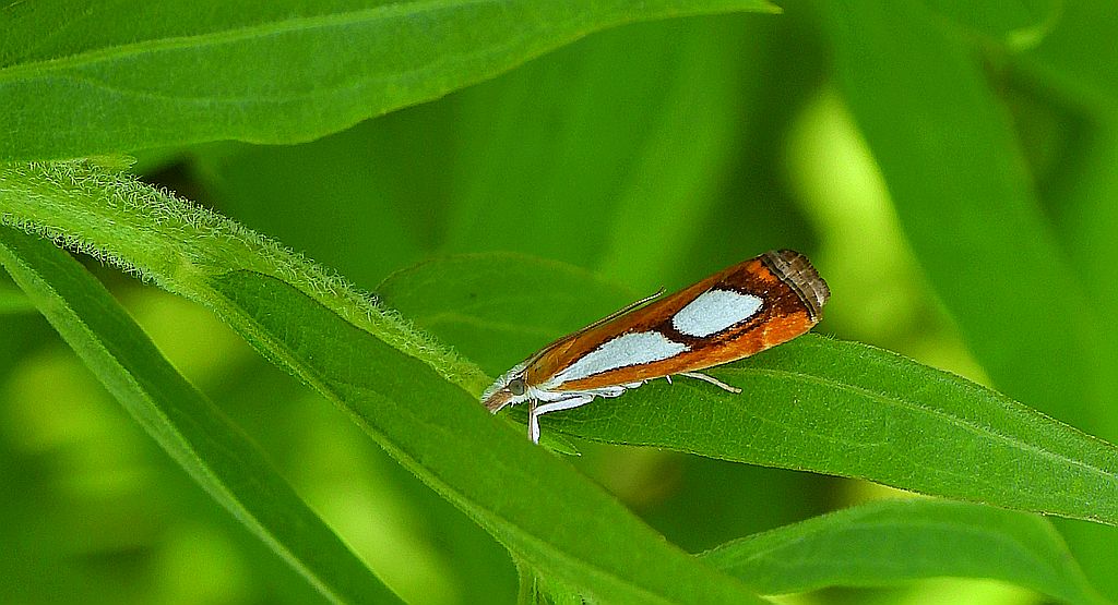 Wachlarzyk sosnowy (Catoptria pinella)